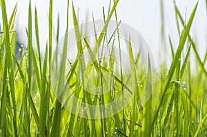 Background of dew drops on bright green grass