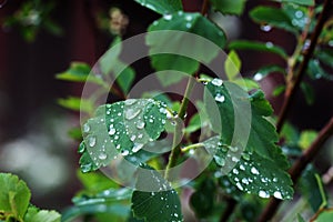 Background of dew drops on brightleaf
