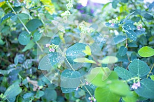 Background, dew drops lie on green leaves1