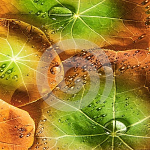 Background from dewy leaves