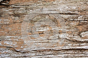 Background of Dirftwood Covered in Grains of Sand