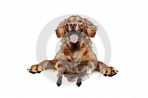 background dog cute purebred fly doggy jump shot white animal pet. Generative AI. photo