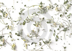 Background from dried medicinal aromatic herb astragalus. A powerful natural immunostimulant photo