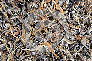 Background of dried seahorses for sale