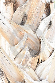 The background of the dried shell of the palm tree