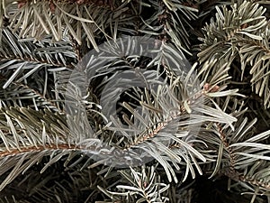 Background of dried spruce twigs.
