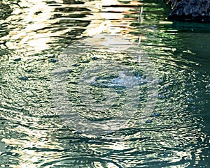 Background of drops and circles on the water  of the sunset rays of the sun