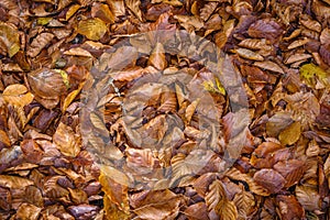 Background of dry beech leaves.