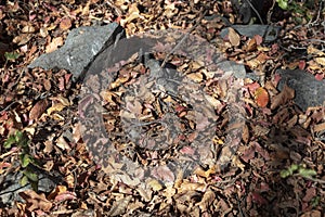 Background with Dry brown flora, grass and leaves at autumn