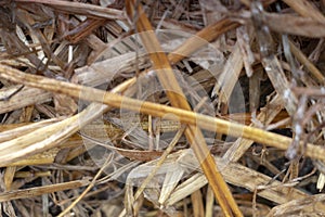 Background with Dry brown flora, grass and leaves at autumn