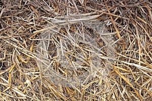 Background with Dry brown flora, grass and leaves at autumn