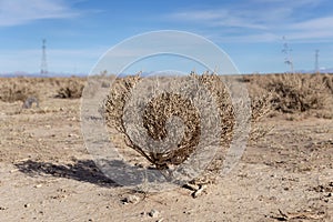 Background with Dry brown flora, grass and leaves at autumn