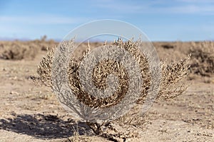 Background with Dry brown flora, grass and leaves at autumn