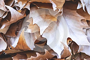 Background of dry brown and yellow maple leaves