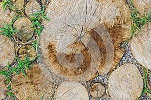 Background of dry chopped wood logs. Stumps background. Wood. Green grass background. Copy space banner