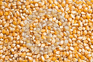 Background of dry corn grains. Popcorn maize background photo