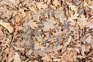Dry fallen leaves
