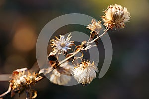 Background with dry flowers, chapter and sepals of prairie aster Aster amellus