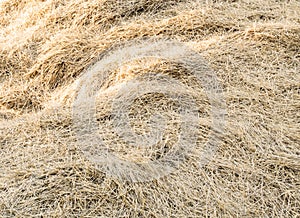 Background dry hay
