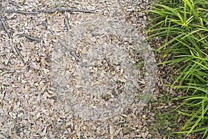 Dry leaf on the floor