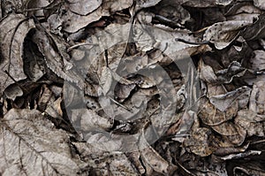 Background of dry leaves