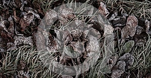 Background from dry leaves and herbs covered with hoarfrost