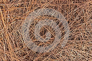 Background of dry pine needles. Texture of pine needles. Pine needles