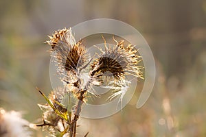 Background. Dry plant with morning dewdrops.