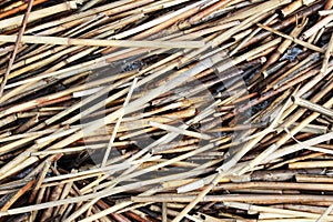 A background of dry reed stalks on the shore after low tide