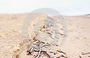 A background of dry reed stalks on the shore after low tide