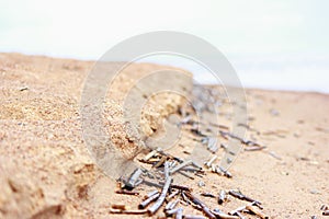 A background of dry reed stalks on the shore after low tide