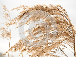 Background of dry sedge river grass. Selective focus