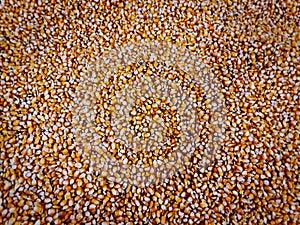 Background of Dry Sweet Corn Kernels with Selective Focus