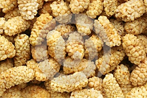 Background of dry white mulberries