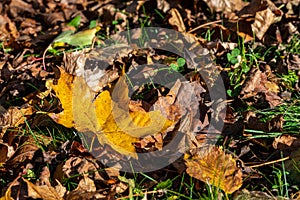 The background of dry yellow and brown autumn leaves. at sunny day