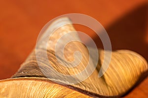 Background with dry yellow leaf on the table