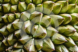 Background of durian fruit thorns
