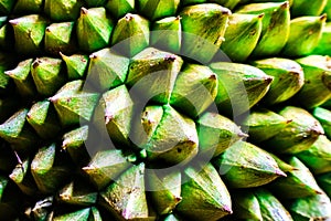 Background of durian fruit thorns.