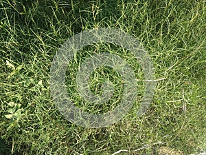 Background of Durva green grass