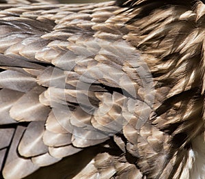 Background eagle feather