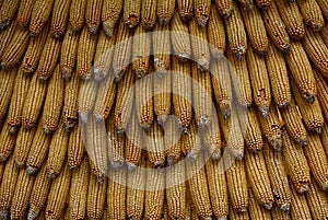 Background of ears of yellow dry corn