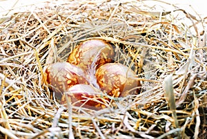 Background with Easter Eggs in bird nest