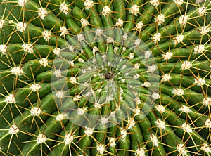 Background of Echinopsis bruchii rosette