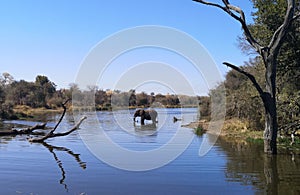 Background with elephant and lake in Sudafrica