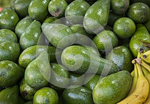 Background from environmentally friendly avocado without GMOs