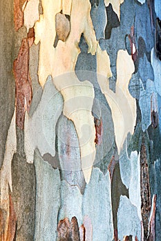 Background of eucalyptus bark