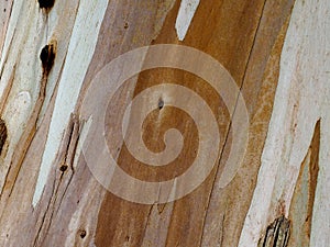 Background Of Eucalyptus Globulus Bark