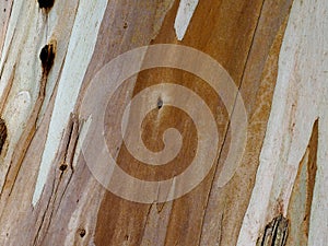 Background Of Eucalyptus Globulus Bark photo