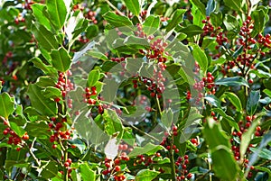 Background of evergreen Christmas holly female tree with green glossy prickly leaves and bright red berries