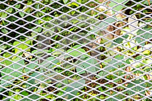 Background of Expanded Metal